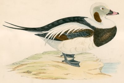 Pato de cauda longa de Beverley R. Morris