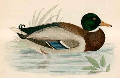 Pato-real de Beverley R. Morris