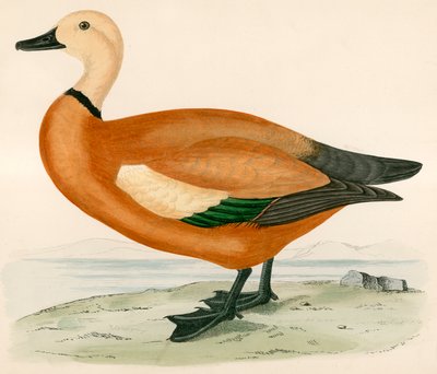 Protetor Corado de Beverley R. Morris