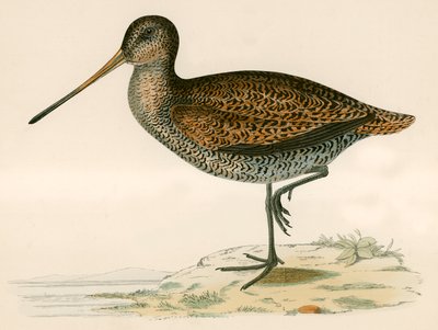 Snipe de Sabine de Beverley R. Morris