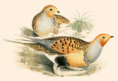 Sand Grouse de Beverley R. Morris