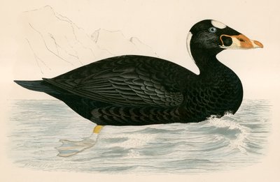 Claro, Scoter de Beverley R. Morris