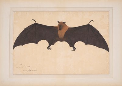 Um grande morcego indiano de fruta ou caixa voadora (Ptreopus Giganteus) de Bhawani Das