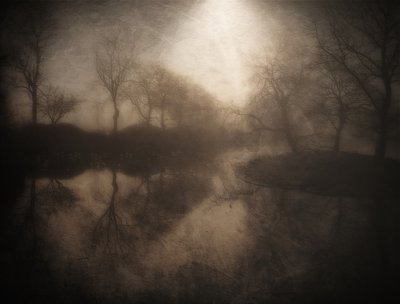 Reflexo na Floresta Ennevoada de Bill Eiffert