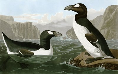  Grande Auk de Bird Artist of America. John James Audubon