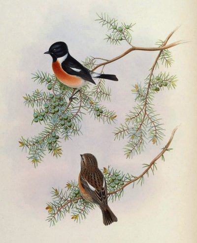 Saxicola maurus indicus, em Juniperus formosana. De Os Pássaros da Ásia (John Gould), Volume 4 de BirdsAsiaJohnGoIVGoul_0144.jpg