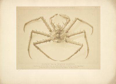 [Caranguejo] de Bisson Frères