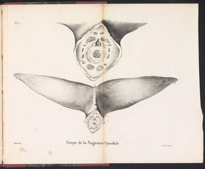 Secção da barbatana caudal da baleia, 1827
Coupe de la Nageoire Caudale (título sobre o objecto) de Bossuet