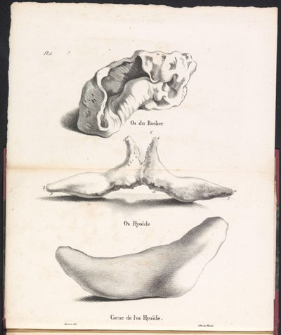 Três partes do osso hióide da baleia, 1827 Os du Rocher / Os Hyoid / Corne de l