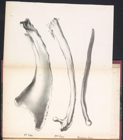Três Costelas da Baleia, 1827 1st Côte / 2me Côte / Derniere Côte (título no objeto) de Bossuet