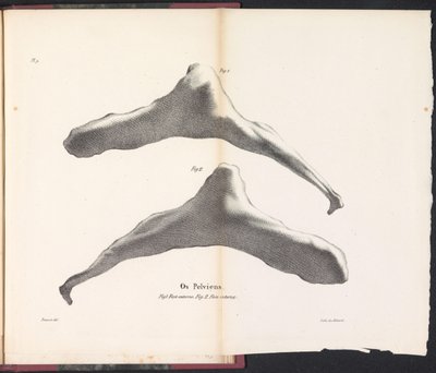 O osso da anca da baleia, 1827
Os Pelviens (título sobre o objecto) de Bossuet