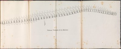 Espinha dorsal da baleia, 1827
Colonne Vertébrale de la Baleine (título sobre o objecto) de Bossuet