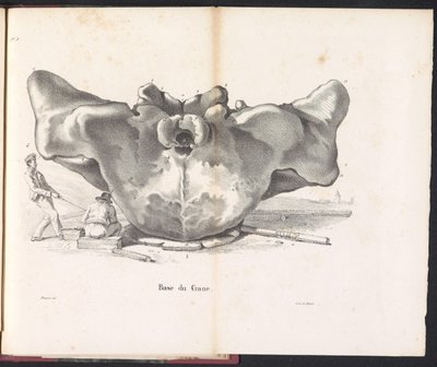 Crânio da baleia, 1827
Base du Crane (título sobre o objecto) de Bossuet