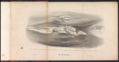 Genitais femininos da baleia, 1827 Vue de la Vulve (título no objeto) de Bossuet