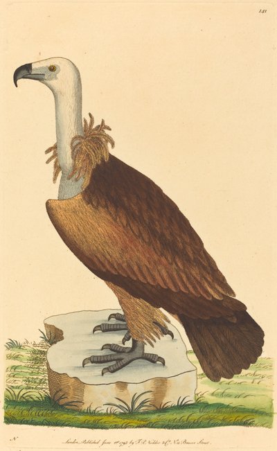 O Abutre Alpino de British 18th Century