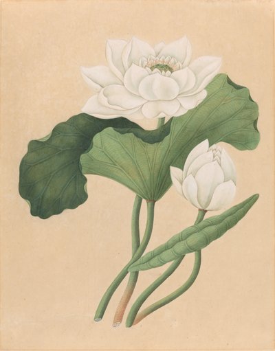Lótus das Índias Orientais (Nelumbo nucifera) de British 19th Century