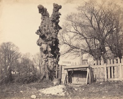 Árvore velha perto de Chatham de British 19th Century