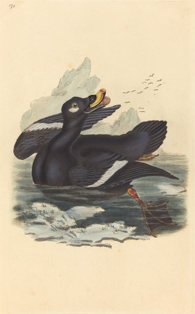 Pato de veludo de British 19th Century