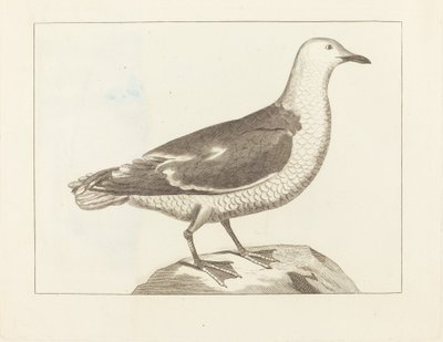 Aves aquáticas de British 19th Century