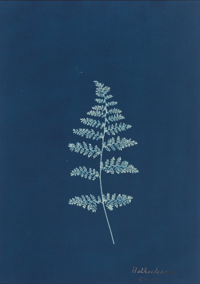Hothocleana,c. 1850s (foto) de British Photographer