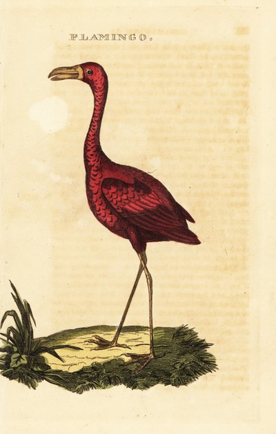 Flamingo americano, friccionador Phoenicopterus de British School