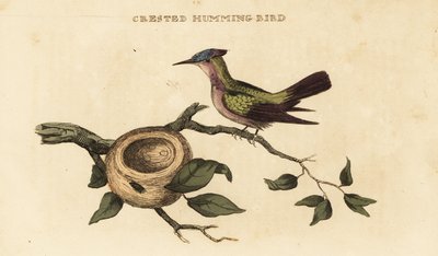 beija-flor de crista antilina, Orthorhyncus cristatus de British School