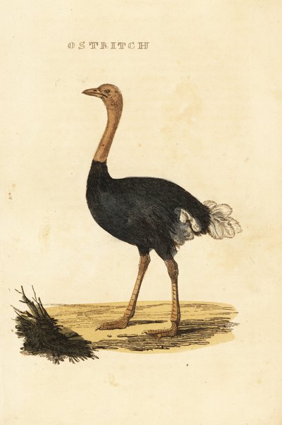 Avestruz comum, Struthio camelus de British School