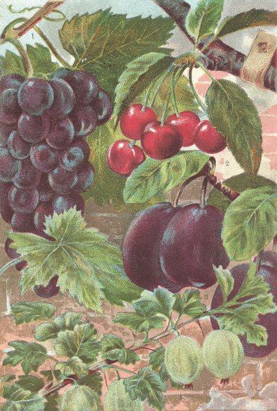 Frutas: uvas, cerejas, ameixas (cor litho) de British School
