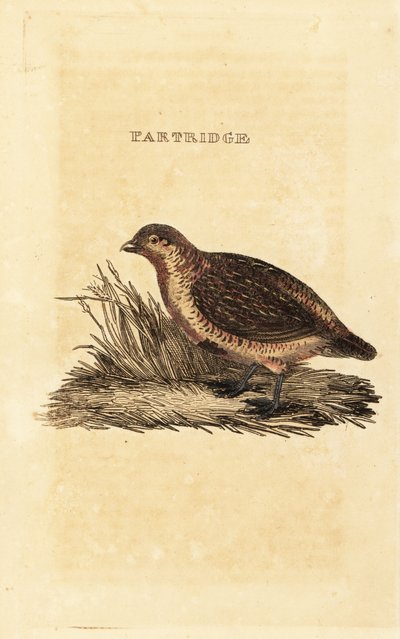 Perdiz cinzenta, Perdix perdix de British School