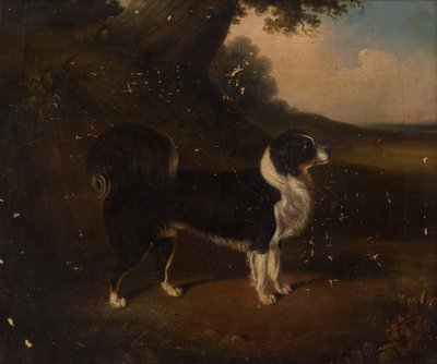 Retrato de um cão (óleo sobre tela) de British School