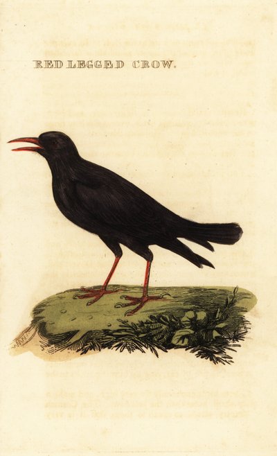 Gralha-de-bico-vermelho, Pyrrhocorax pyrrhocorax de British School