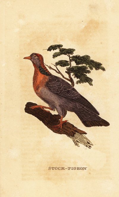 Pomba de Stock, Columba oenas de British School