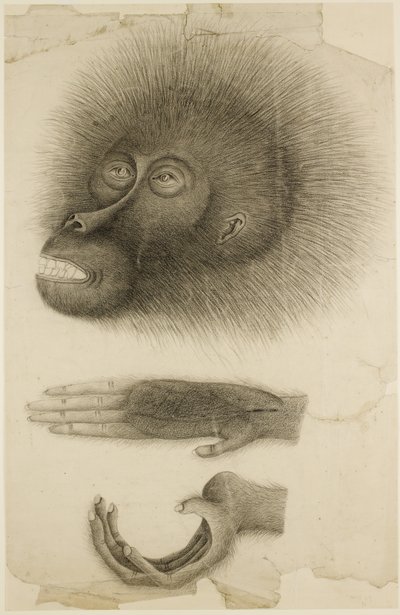 A cabeça e as mãos de um Orangotango, c.1818-30 (lápis e aguarela sobre papel) de British School