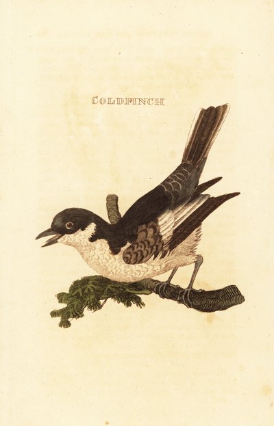 Alvéola branca, Motacilla alba de British School
