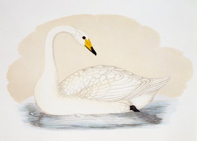 Cisne selvagem (Cygnus cygnus), gravura, Reino Unido de British School