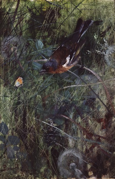 Tentilhão de Bruno Andreas Liljefors