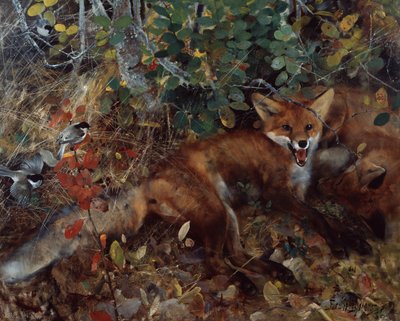 Raposas de Bruno Andreas Liljefors