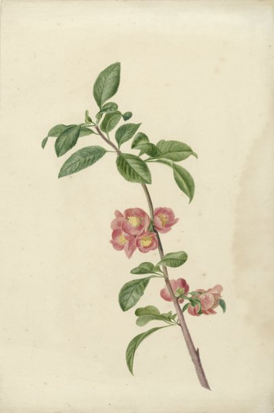 Ramo de floração cerejeira japonesa de C.J. Kruimel