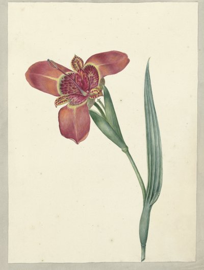 Flor chamada Ferraria Tigrina de C.J. Kruimel