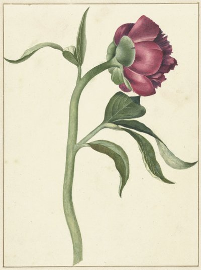 Flor da peónia de C.J. Kruimel