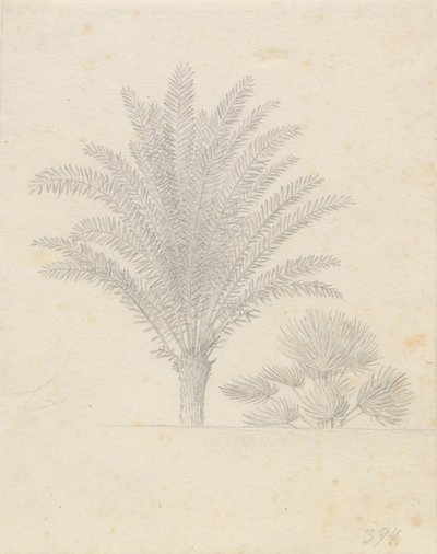 Palmeira e grupo de folhas de Christoffer Wilhelm Eckersberg