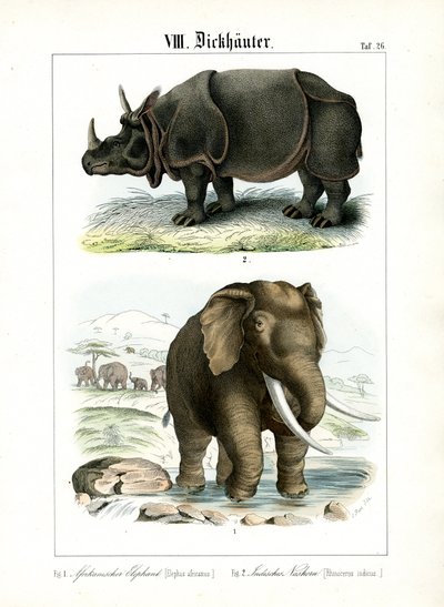 Elefante africano e rinoceronte indiano de C. Roth