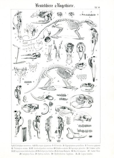 Ilustração anatómica de Marsupiais e Roedores de C. Roth