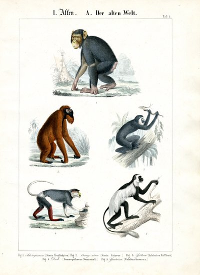 Macacos do Velho Mundo de C. Roth