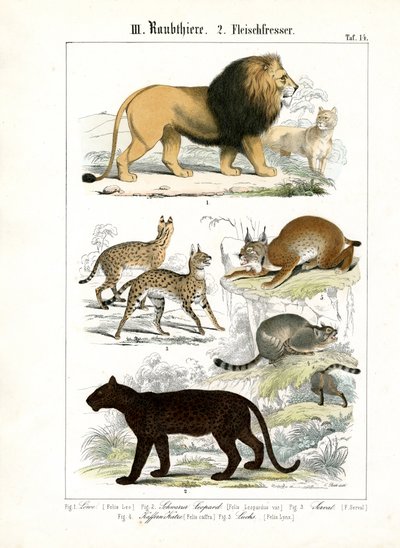 Grandes felinos e pequenos felinos de C. Roth