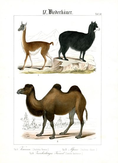 Camelídeos da América do Sul e da Ásia de C. Roth