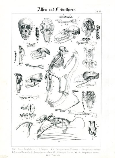 Anatomia comparada de primatas e morcegos de C. Roth