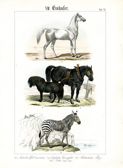 Equídeos: Cavalos e zebras de C. Roth