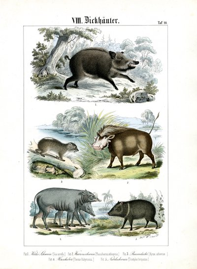 Cinco espécies de porcos e seus parentes de C. Roth