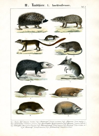 Mamíferos insectívoros de C. Roth